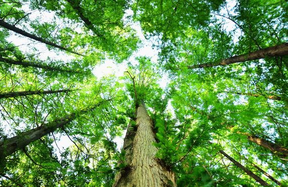 東京23区内の相談所はもちろんスカイプやお電話でもご相談いただけます